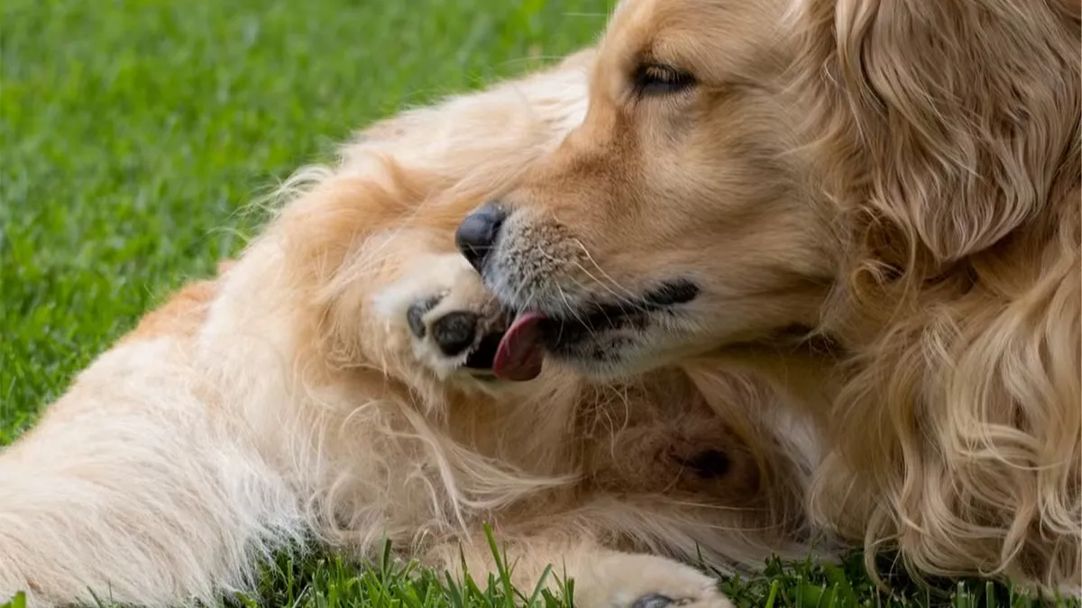 Alergia em cães e gatos: como perceber os primeiros sintomas e quando buscar ajuda veterinária